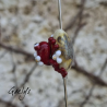 Babette - petite grenouille rouge sur perle ivoire - pâquerettes  - Animaux de verre